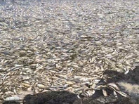 Экологи сообщили  о массовой гибели сельди на севере Сахалина