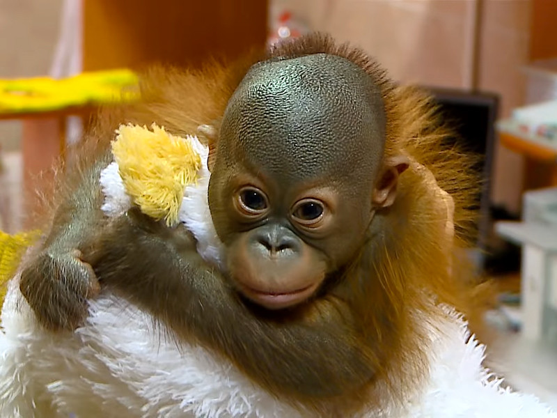 В Новосибирске детский нейрохирург спас новорожденного орангутана, реконструировав ему череп