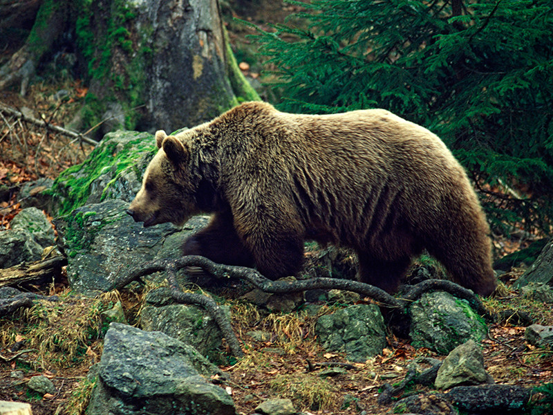 В России озаботились защитой медведей, но в правительстве опасаются, что ограничение на добычу приведет к "социальной напряженности"

