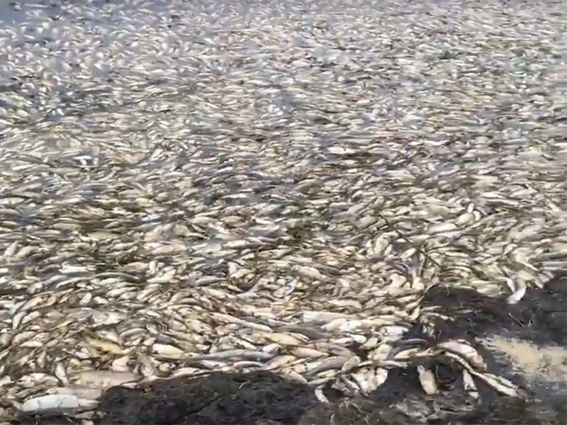 Экологи выясняют причины масштабной гибели тихоокеанской сельди в заливе Пильтун в Охинском районе на северо-востоке Сахалина. Об этом говорится в сообщении на сайте организации "Экологическая вахта Сахалина"