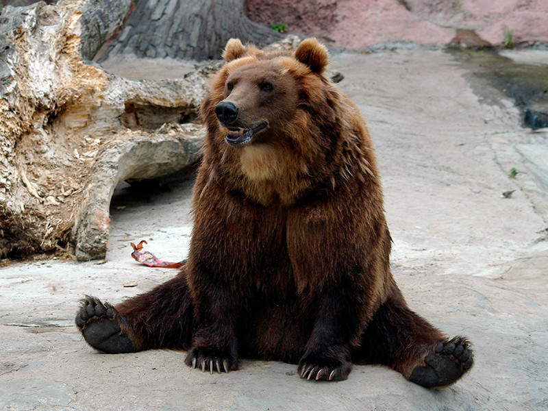 ФСБ предложила признать медведей стратегически важным ресурсом России