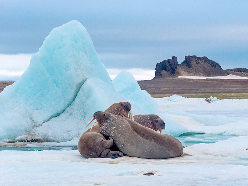 В Арктике появилась новая угроза экологии - местный мусор
