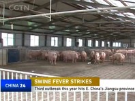 По данным на конец октября, в стране было зарегистрировано уже более 40 вспышек АЧС, свыше 200 тыс. свиней были уничтожены