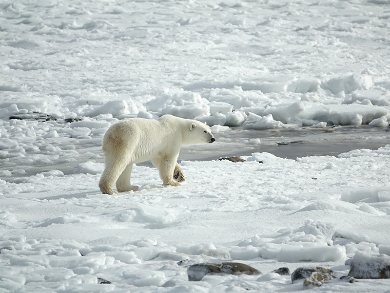 В правительстве РФ обнародовали планы по развитию Арктики