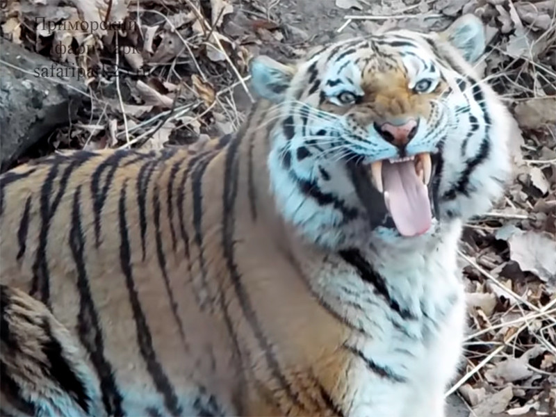 Хабаровские власти решили продать на Кубань знаменитого тигра, дружившего с козлом. Местные жители категорически против