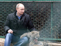 "Путинский" центр по разведению редкого леопарда близок к закрытию, а одного из его питомцев застрелили браконьеры