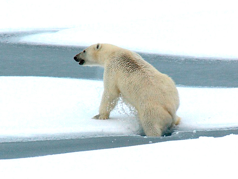 Белых медведей, разогнавших людей по домам на Новой Земле, решено вывозить
