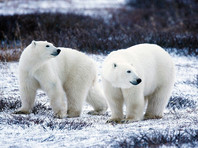 На архипелаге Новая Земля ввели режим ЧС из-за массового нашествия белых медведей