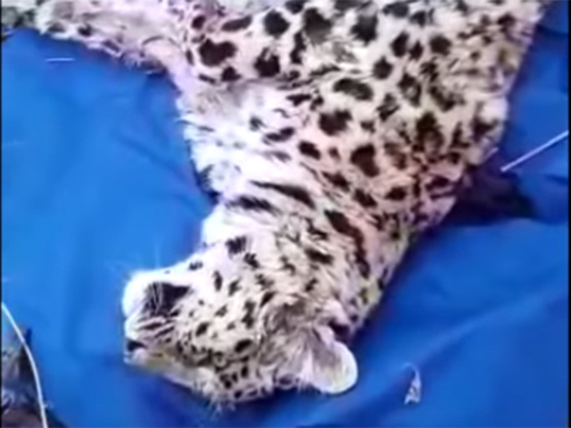Вблизи государственного природного биосферного заповедника "Кедровая падь" (ФГБУ "Земля леопарда") специалистами охотнадзора был обнаружен раненый молодой самец дальневосточного леопарда