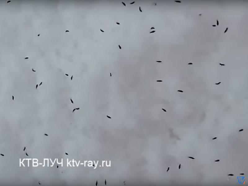 Под Сызранью выпал снегопад с "блохами", которых могло принести из Казахстана