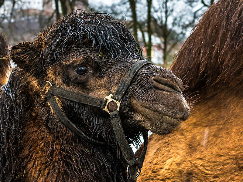 Шаманов, которые сожгли верблюдов ради "укрепления России", оштрафовали на три тысячи рублей, но не за это
