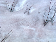 В хакасском заповеднике обнаружили красный снег (ФОТО)