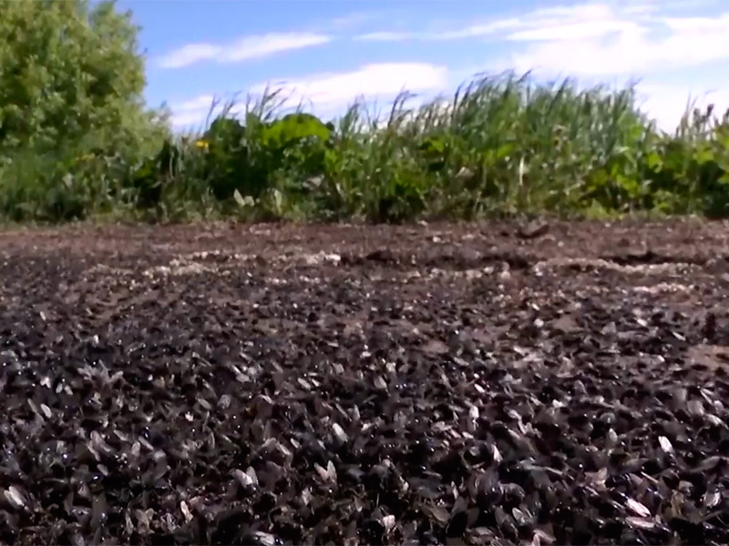 Нашествие мух на поселки Урала: миллионы насекомых заполонили все черной массой, СК возбудил уголовное дело