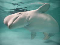 Зоозащитники сообщили о детских экскурсиях в "китовой тюрьме" (ФОТО, ВИДЕО)