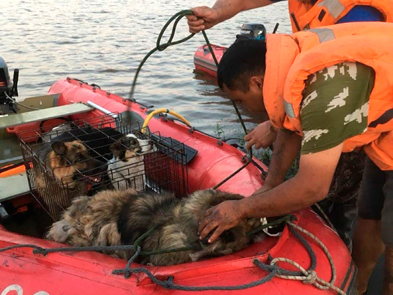 В зоне паводка в Иркутской области спасли сотни животных