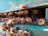 Минимум в 20 регионах России зафиксирована массовая гибель пчел