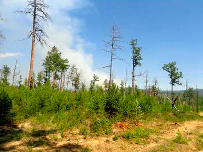 В Иркутской области введен режим чрезвычайной ситуации в лесах регионального характера