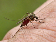 Если такой комар укусит хотя бы одного туриста, смертоносная эпидемия может охватить весь регион. А в дальнейшем с ростом средних температур опасные насекомые могут распространиться по всей Центральной России