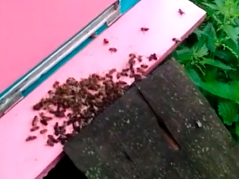 В Тульской области нашли виновных в массовой гибели пчел: это те, кто распылял в полях ядохимикаты