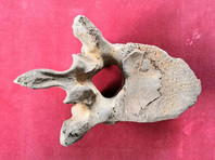 В подмосковных Люберцах найдены останки мамонта