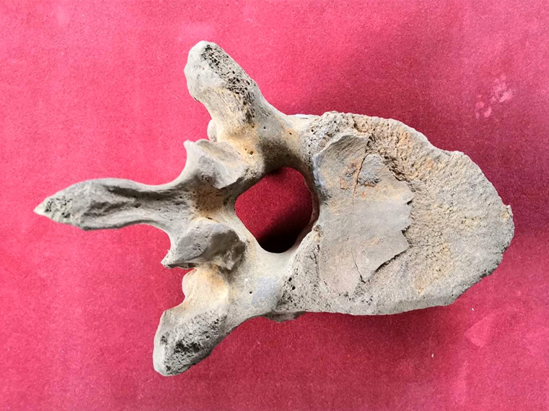 В подмосковных Люберцах найдены останки мамонта