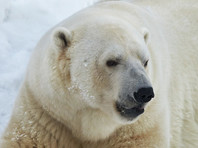 Ученых и зоозащитников возмутило ВИДЕО с белым медведем, на боку которого краской написали "Т-34"