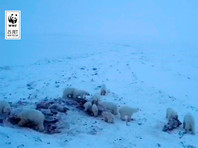 56 белых медведей пришли к чукотскому селу Рыркайпий