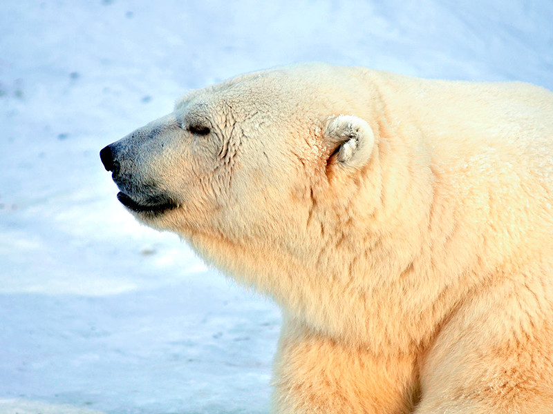 В России впервые проведут полный учет численности белых медведей, сообщает пресс-служба Минприроды РФ

