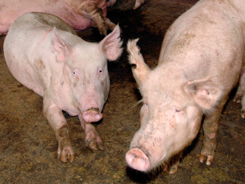 В Алтайском крае приговорили к исправительным рвботам хозяйку свиней, покусавших 4-летнюю девочку