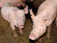 В Алтайском крае приговорили к исправительным рвботам хозяйку свиней, покусавших 4-летнюю девочку