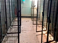 200 животных в якутском приюте были убиты удушающим препаратом