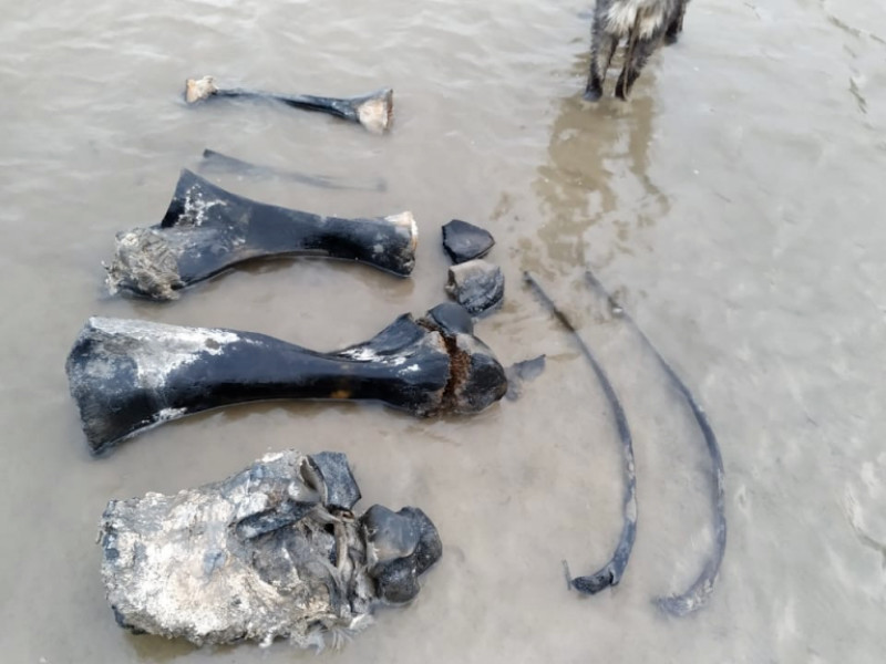 На Ямале рядом с поселком Сеяха найдены останки мамонта