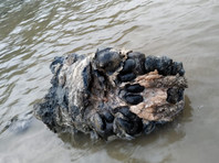 Фрагменты скелета с мягкими тканями вымершего животного лежали на берегу озера