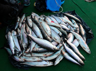 В России идет массовый браконьерский вылов байкальского омуля: рыбы продают в 4 раза больше, чем разрешено ловить