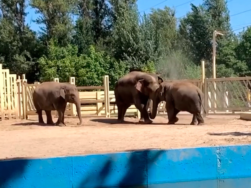 Слоны в ростовском зоопарке