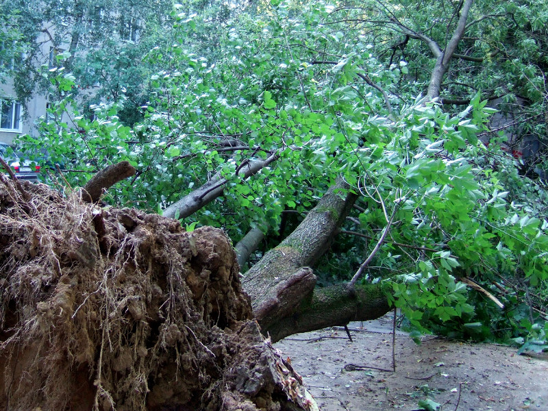 Пять человек пострадали при падении деревьев во время ливней в Подмосковье