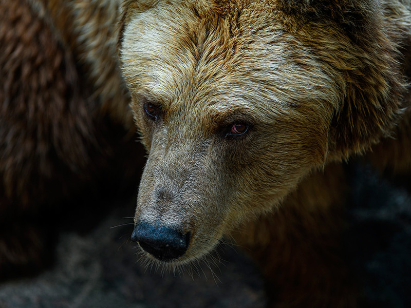 В Подмосковье медведь укусил за голову 12-летнего ребенка во после представления в цирке