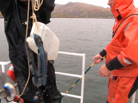 На Камчатке нашли еще два места массовой гибели морских животных