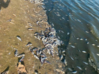 Видеокадры, на которых берег водоема усеян мертвой рыбой, публикуют в соцсетях местные жители. Он отмечают, что запах вокруг водоема стоит "просто ужасный"