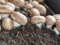 Мишустин сделал грибы сельхозпродукцией, это обнуляет налог на прибыль для грибной компании его зятя