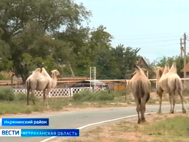 В Астраханской области администрация района подала в суд на 84-летнего фермера из‑за сбежавших верблюдов