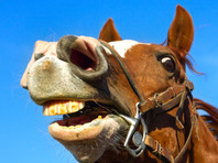 В центре Петербурга лошадь откусила нетрезвому мужчине часть носа