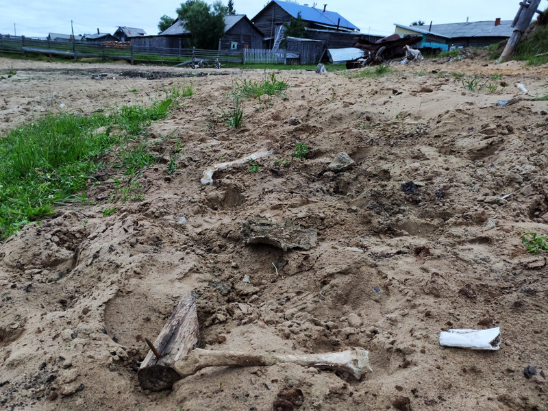 В Коми на берегу реки найдены останки двух человек и оленя