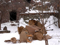 Обитающие в столичном зоопарке львы получили в подарок крупные конструкции из коробок и мешковины, обрызганные ароматными маслами, чтобы львам было интереснее, "хотя они, как и все котики, любят даже пустые коробочки"