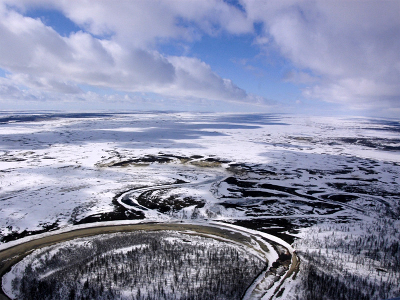 Ученые предупредили о критических рисках для экосистем Арктики из-за нашествия опасного борщевика