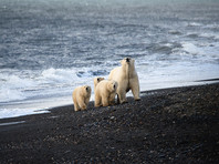 Белые медведи на острове Врангеля