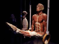 В экспозиции "Мир тела" представлены реальные тела и органы, пожертвованные своими хозяевами специально ради этого проекта и обработанные по правилам полимерной пластинации