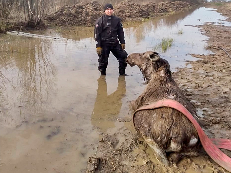 В Новгородской области сотрудники МЧС вытащили из водоема тонувшего лося
