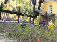 Упавшее дерево на Яузском бульваре, 6 мая 2021 года