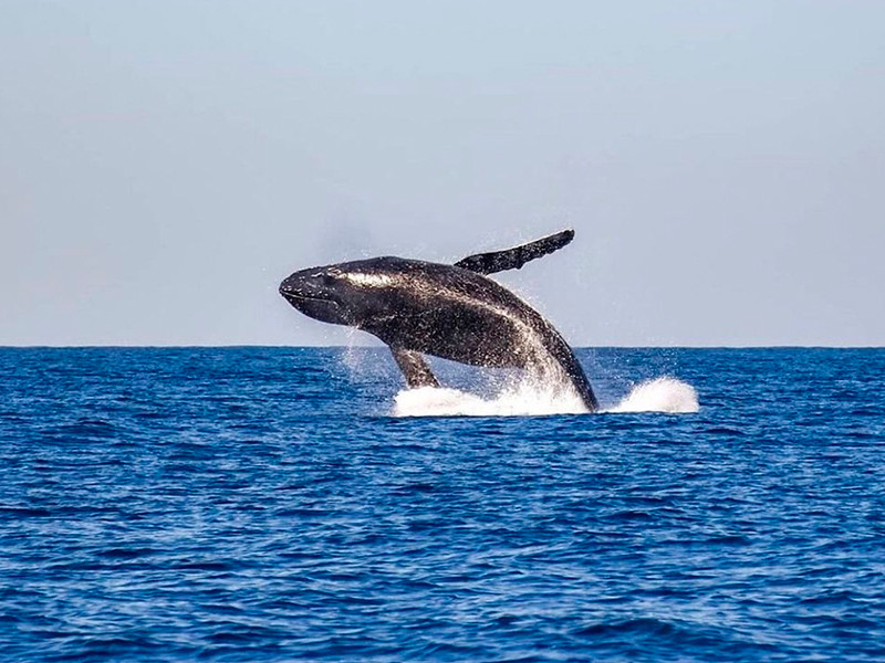 В правительстве РФ предложили запретить добычу китов и дельфинов в рамках рыболовства, но экологи считают, что этого мало